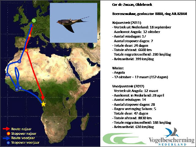 Geolocatorproject bij Boerenzwaluwen 2012-2013